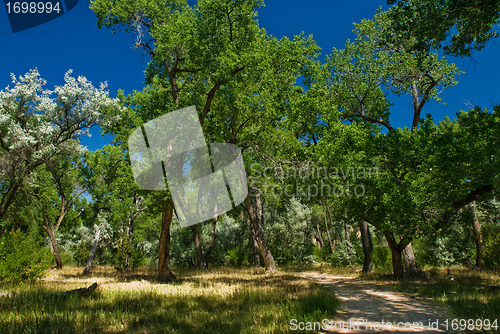 Image of Forest path
