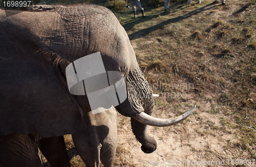 Image of High angle view of elephant