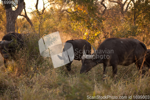 Image of African buffalo