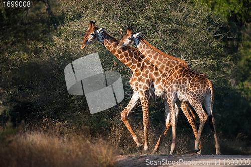 Image of Giraffes