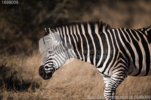 Image of PLAINS ZEBRA (Equus quagga) profile view