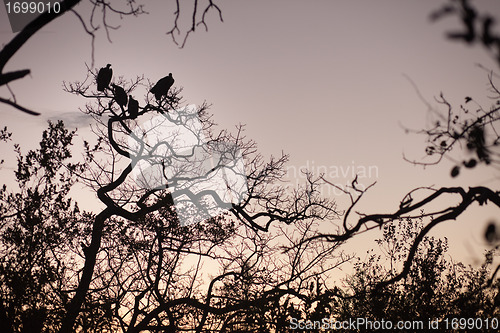 Image of Four vultures perched in a tree