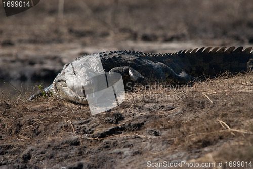 Image of Crocodile baring teeth