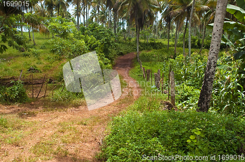 Image of Road to Playa Rincon Low View