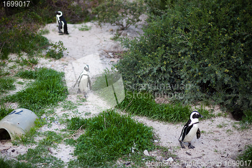 Image of African Penguins