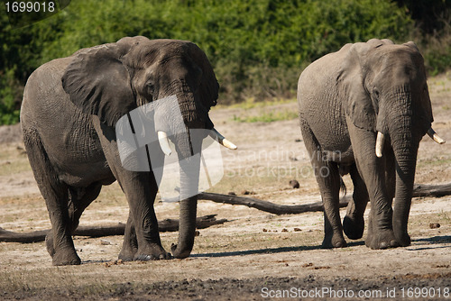 Image of Two elephants walking towards camera