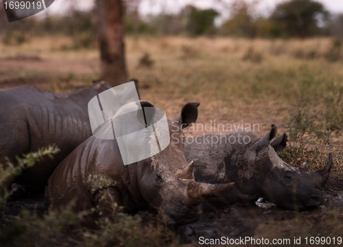 Image of Group of rhinos in the mud