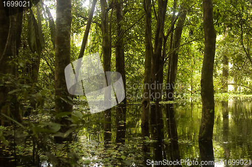 Image of Amazon Rainforest Swamp