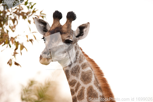 Image of GIRAFFE (Giraffa camelopardalis) up close 2