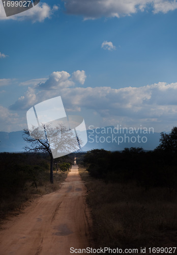 Image of Savannah Road and Tree