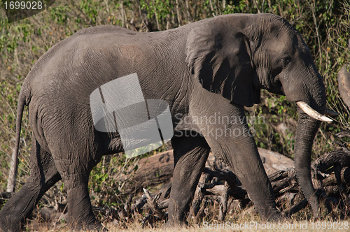 Image of Elephant walking profile view