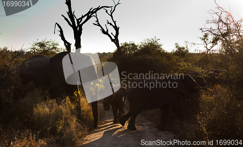 Image of Elephants crossing a trail