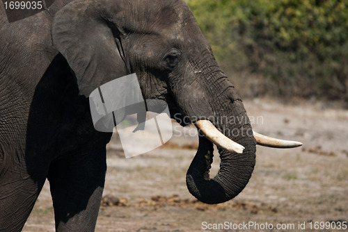 Image of Elephant drinking