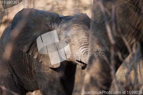 Image of Baby elephant walking