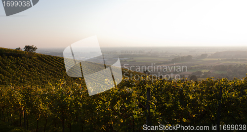 Image of German wine field panorama