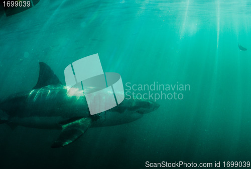 Image of Great White Shark