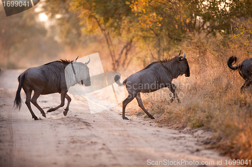 Image of Two BLUE WILDEBEEST (Connochaetes taurinus) 