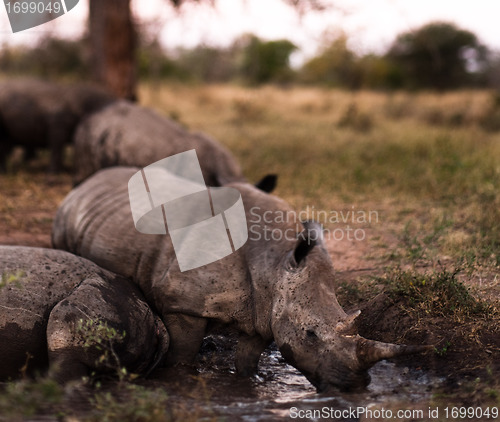 Image of Group of rhinos in the mud