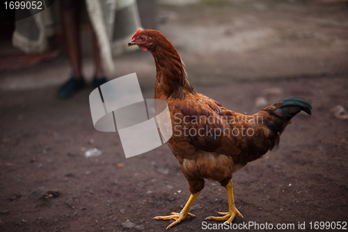 Image of Rooster walking free