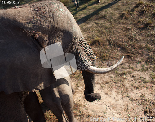 Image of High angle view of elephant 2