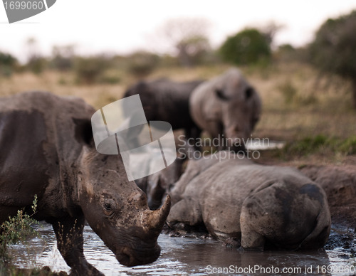 Image of Group of rhinos in the mud