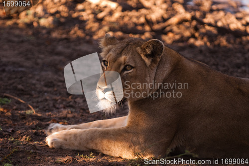 Image of Female lion near Kruger National Park, South Africa