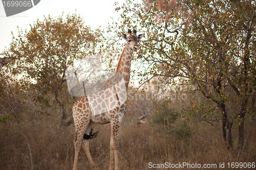 Image of GIRAFFE (Giraffa camelopardalis)