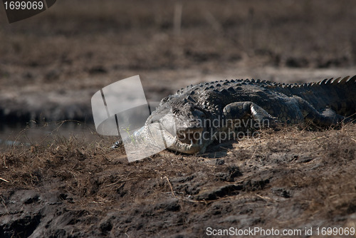 Image of Crocodile baring teeth