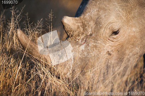 Image of Grazing rhino up close