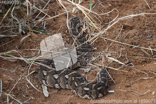 Image of PUFF ADDER (Bitis arietans)