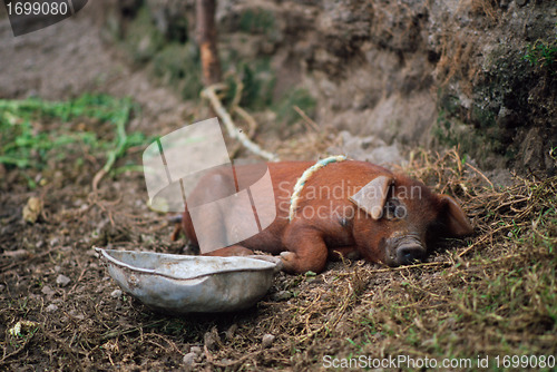 Image of Sleeping Pig