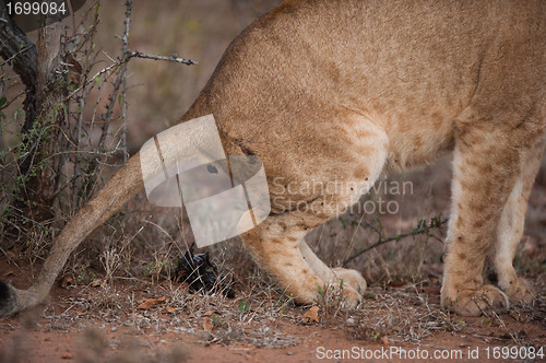 Image of Lion defecating