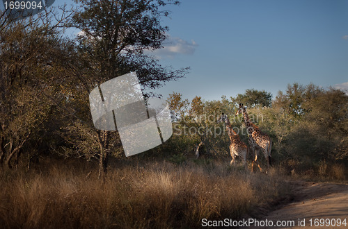 Image of Giraffes