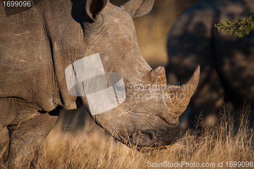 Image of Grazing rhino