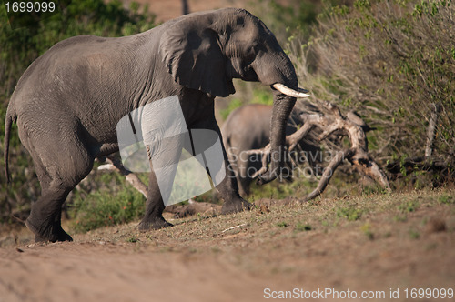 Image of Elephant climbing hill