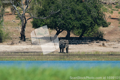 Image of Baby elephant at riverside
