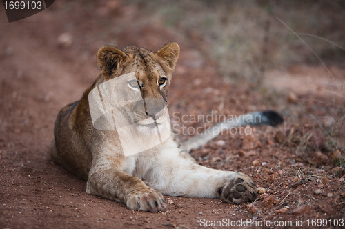 Image of Female lion on path