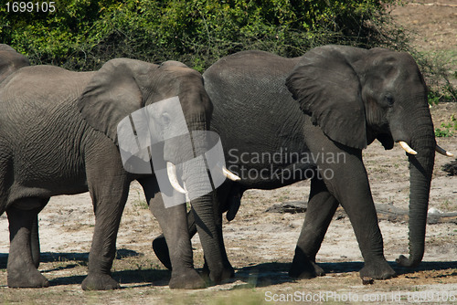Image of Two elephants