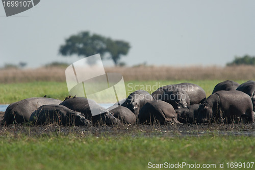 Image of Large group of hippos in the mud