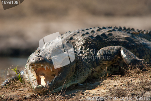 Image of Crocodile baring teeth close up