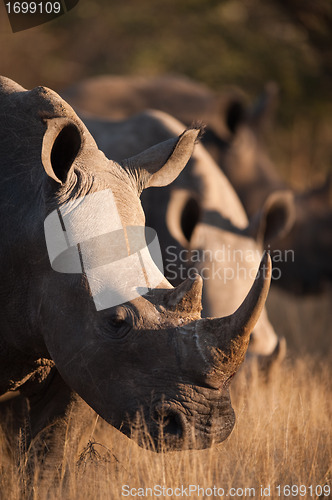 Image of Grazing rhino