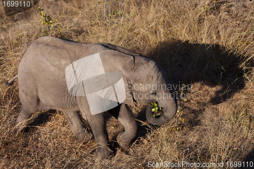 Image of High angle view of baby elephant