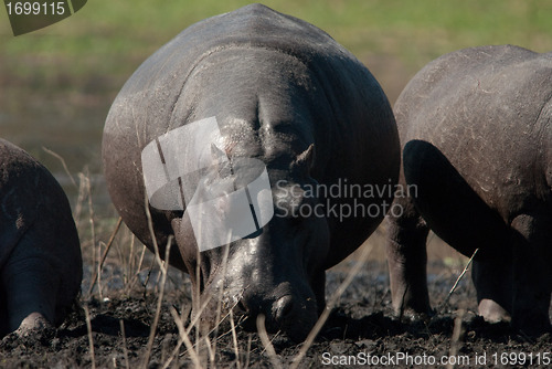 Image of Hippopotamus grazing