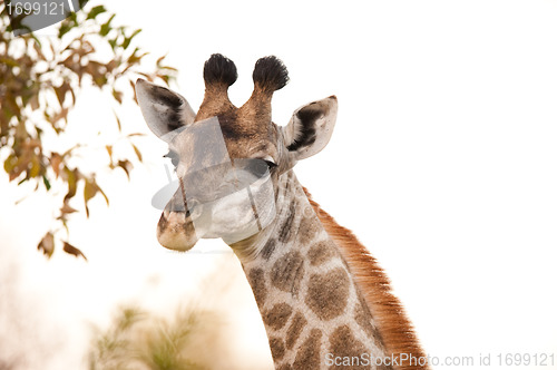 Image of GIRAFFE (Giraffa camelopardalis) up close