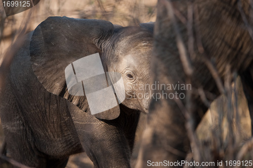 Image of Baby elephant walking 2