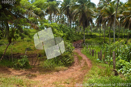 Image of Road to Playa Rincon Mid View