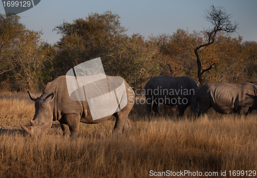 Image of Three rhinos