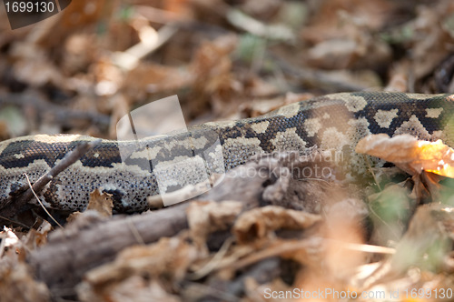 Image of Python among leaves