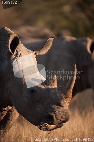 Image of Grazing rhino