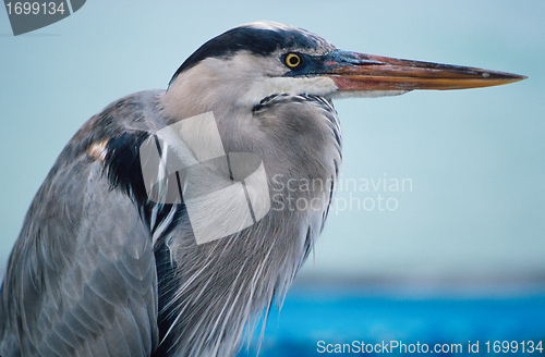 Image of Great blue heron